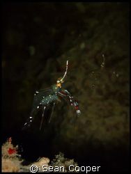 Cave cleaner shrimp by Sean Cooper 